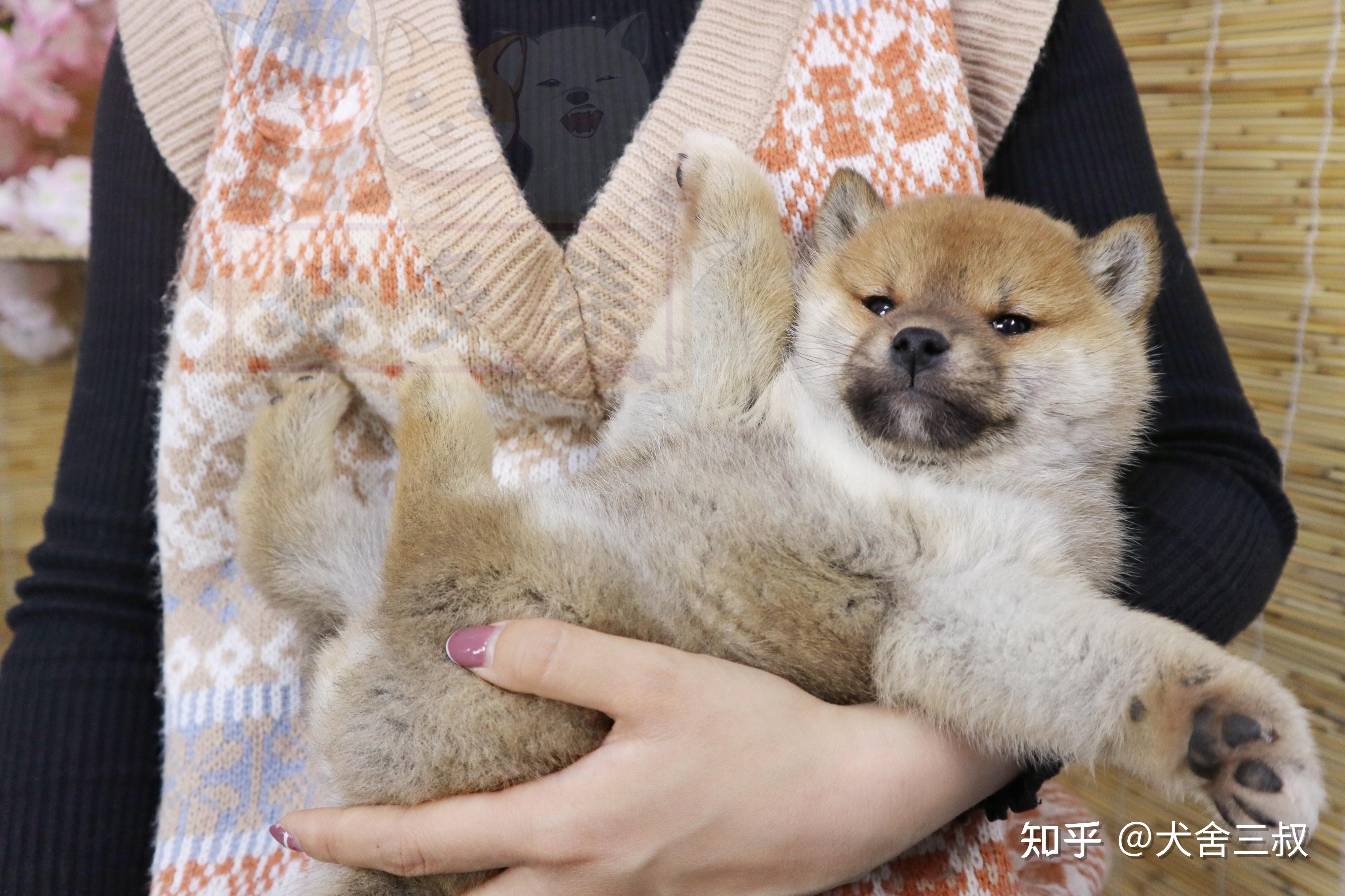 柴犬百科柴犬幼犬常患疾病及护理方法