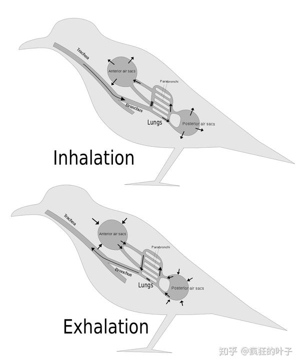 下面图表示吸气(inhalation)和呼气(exhalation)过程 32.