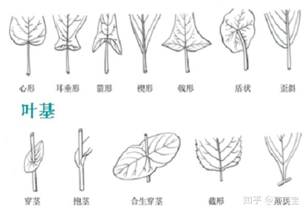 不同的叶基形态图