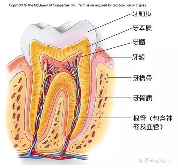 要知道,我们的牙齿并非是实心结构,相反,牙齿内有牙髓腔的空心结构