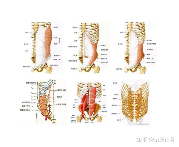 腹肌的肌肉主要有前部的腹直肌,腹外斜肌,腹内斜肌,腹横肌和锥状肌