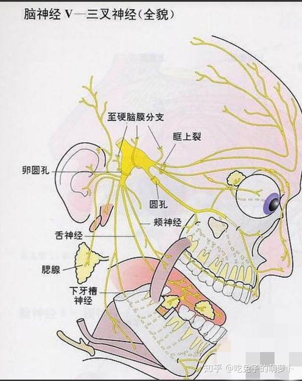 牙髓发炎时一个很大的特点就是牙髓神经缺乏定位能力,患者不能准确
