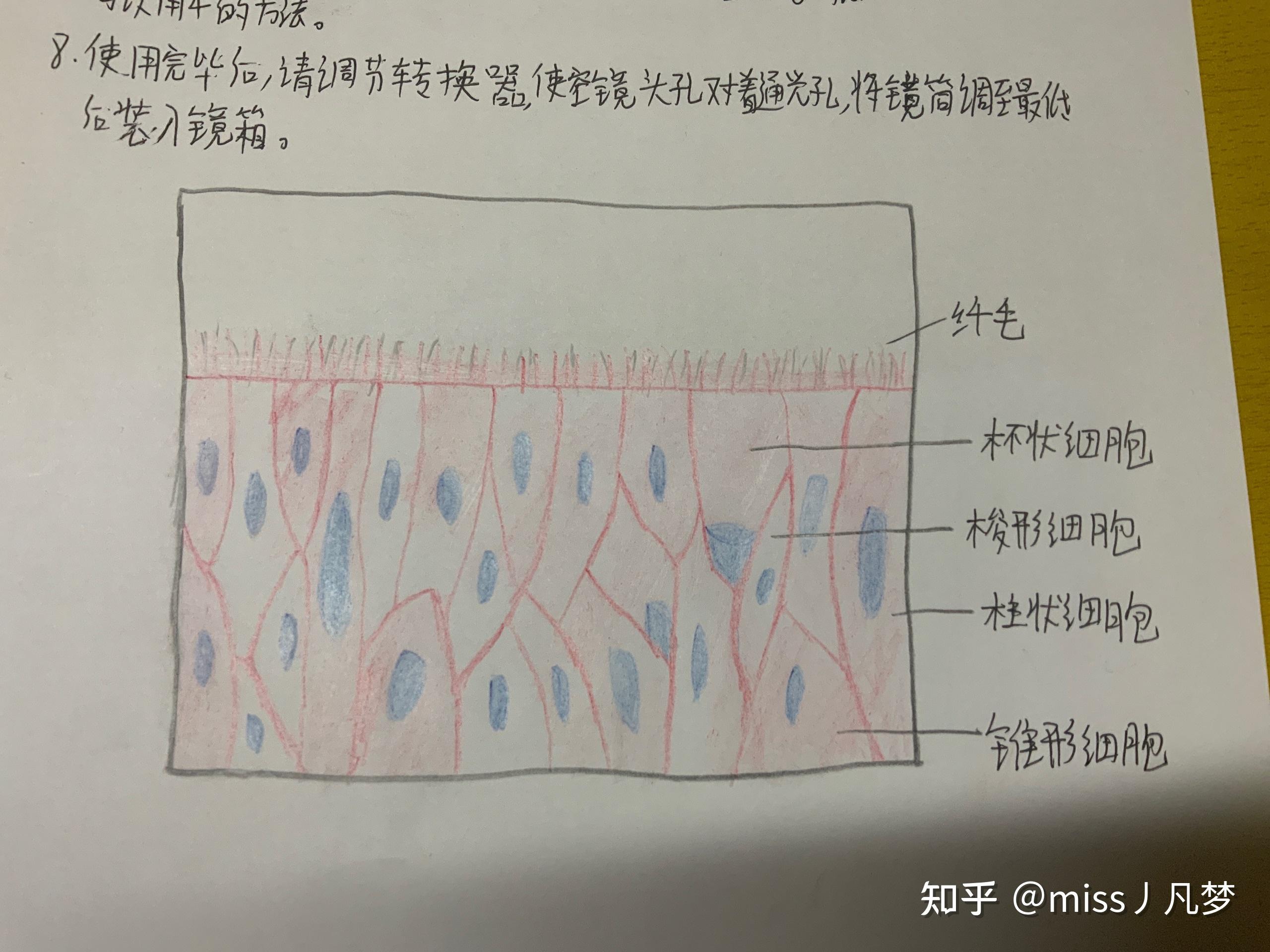 组胚红蓝铅笔实验图的单层扁平上皮和假复层纤毛柱状上皮怎么画呀