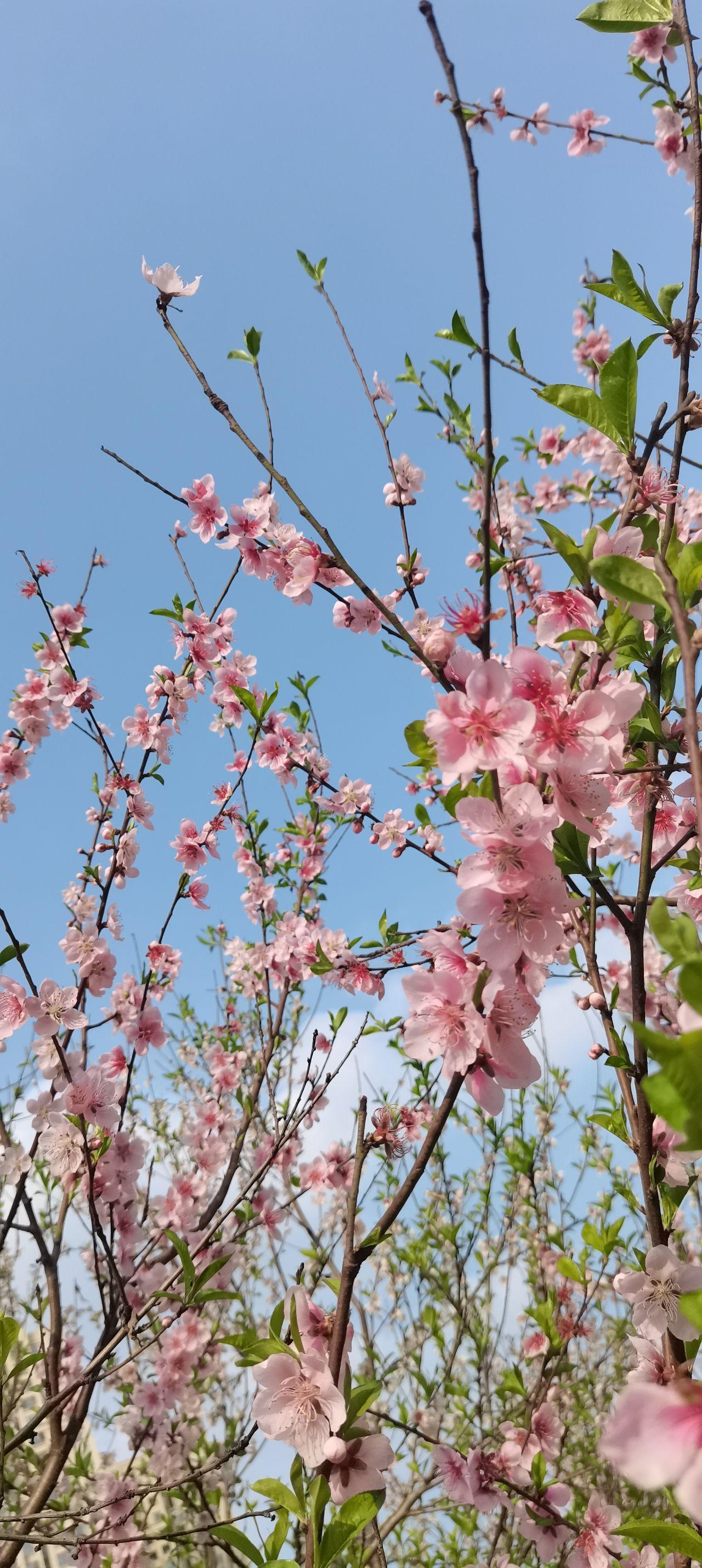 桃花图片