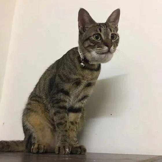 猫贪玩被蜜蜂蛰到下巴,直接肿成了申公豹,心疼又好笑!