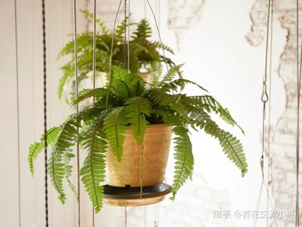 观赏蕨类植物叶子发黄的6大原因,黄叶的症状和解决方法