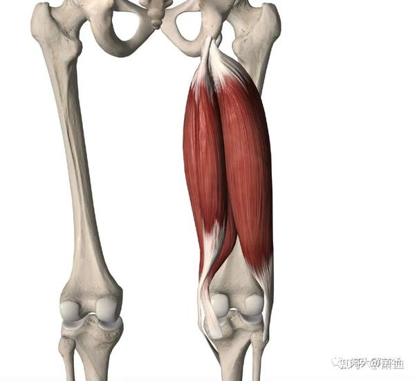 在大腿后群肌肉中,股二头肌,半膜肌,半腱肌合称为"腘绳肌" ,负责把