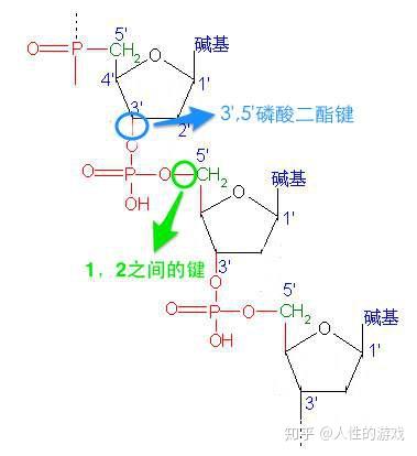 酯:有机化合物的一类,通式r—coo—r(r代表某基团)… …磷酸二酯键