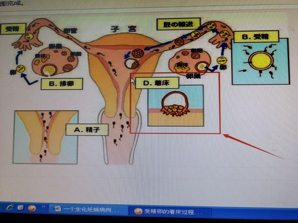 从备孕到早孕,这些常识你一定要懂 上一篇:精子和卵子