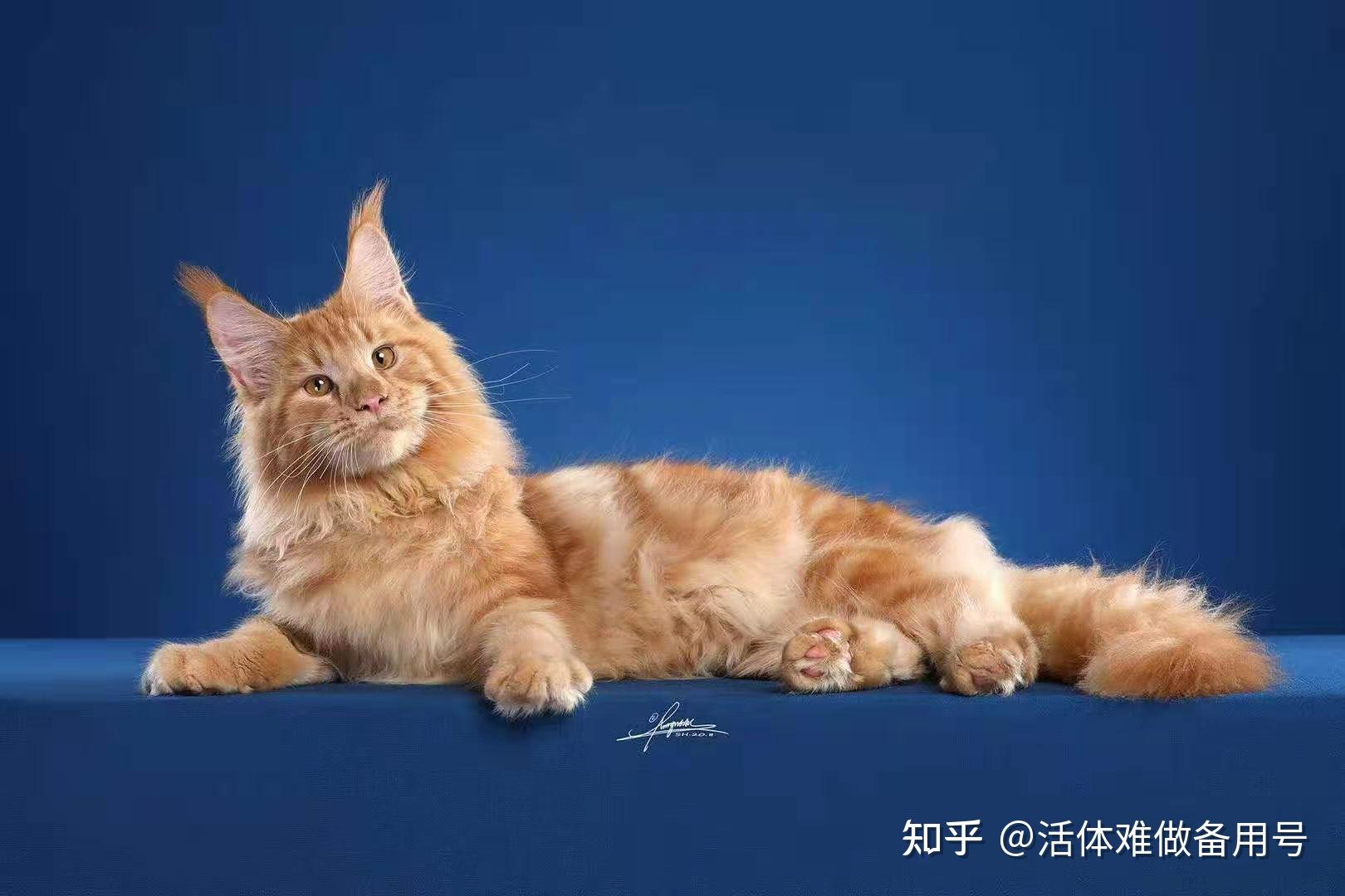 布偶猫和缅因猫哪个贵缅因猫性格