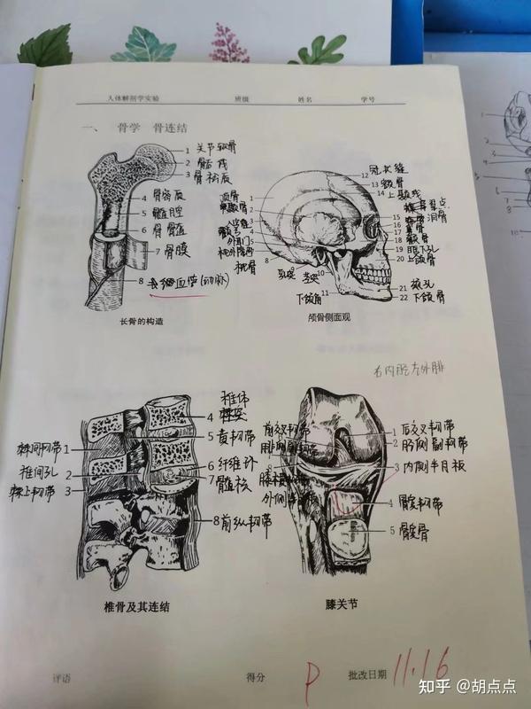 人体解剖学实验——长骨,颅骨侧面观,椎骨及其连结,膝