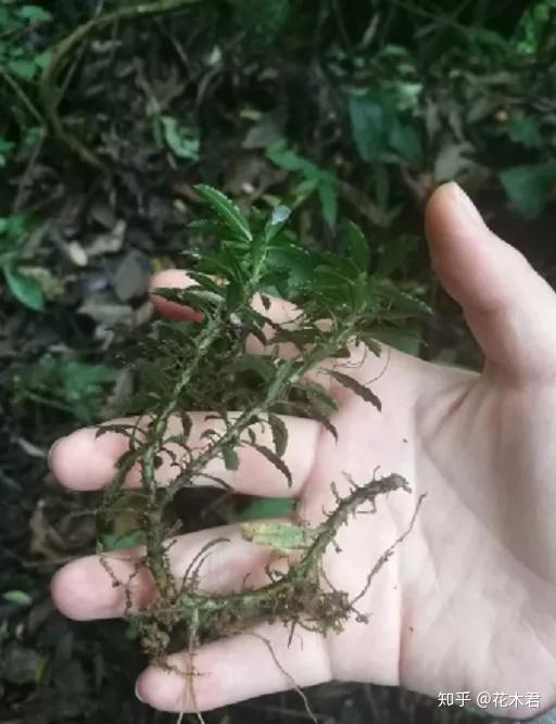 伏石蕨的功效