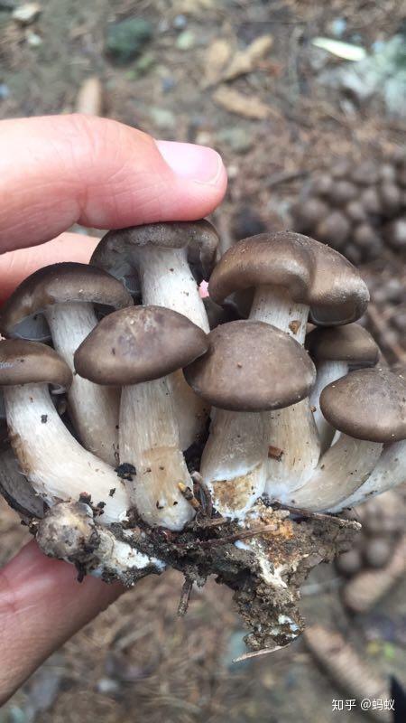 这是什么蘑菇,可以食用么?