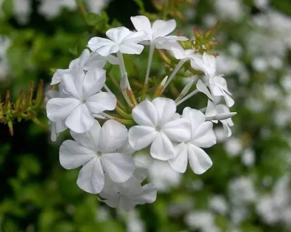 夏天里的一场雪——蓝雪花