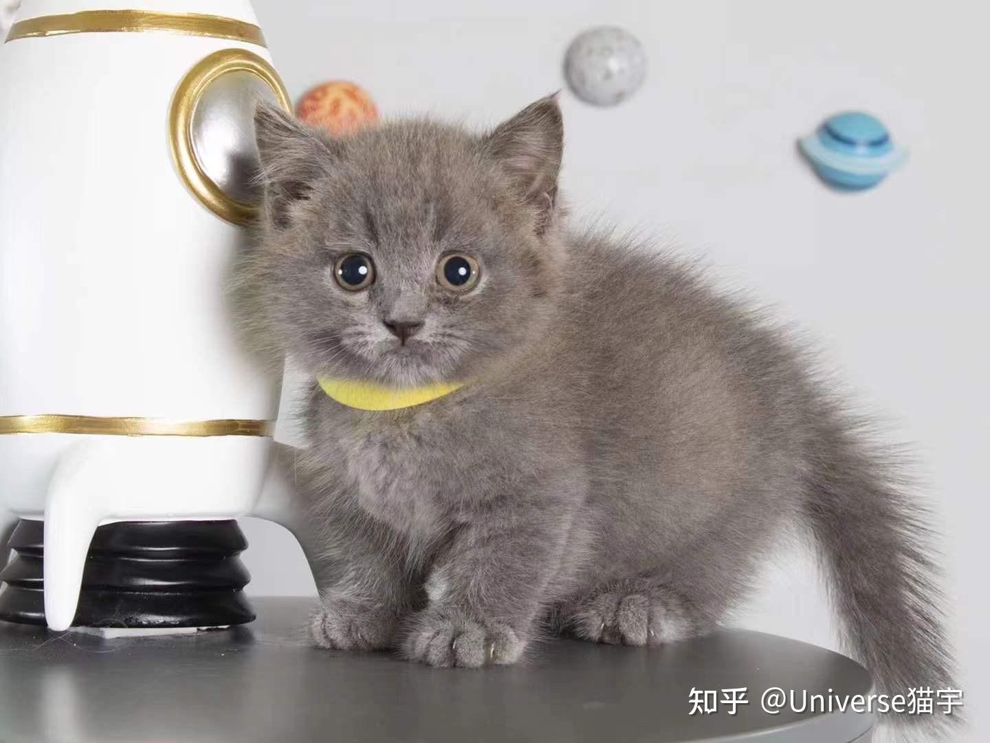 江门一只蓝猫多少钱