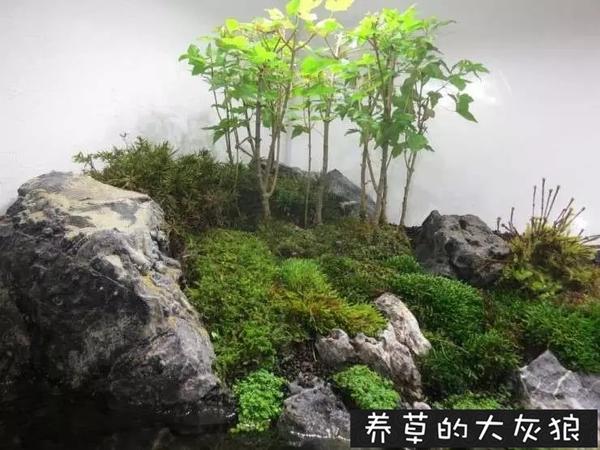 水草缸雨林缸造景:在夹缝中求生存的水陆缸,集两家之长!