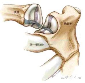 sternoclavicular joint胸锁关节(下称sc关节)是一个复杂的关节,它