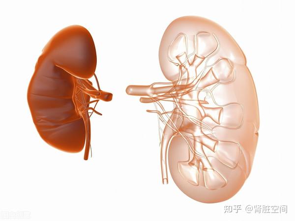 哪些尿毒症患者,肾功能可逆转?