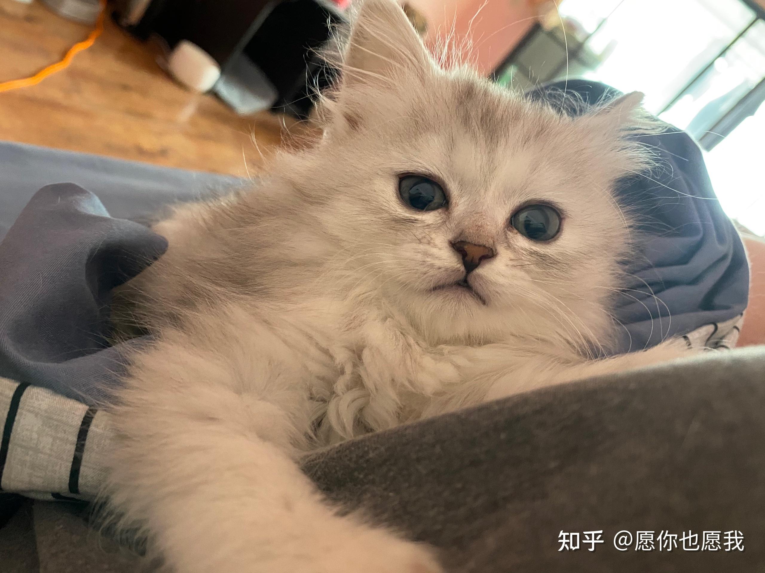 长毛银渐层贱卖喽,自家的小猫咪,名字叫小奶豆,家里条件不好,养不起它