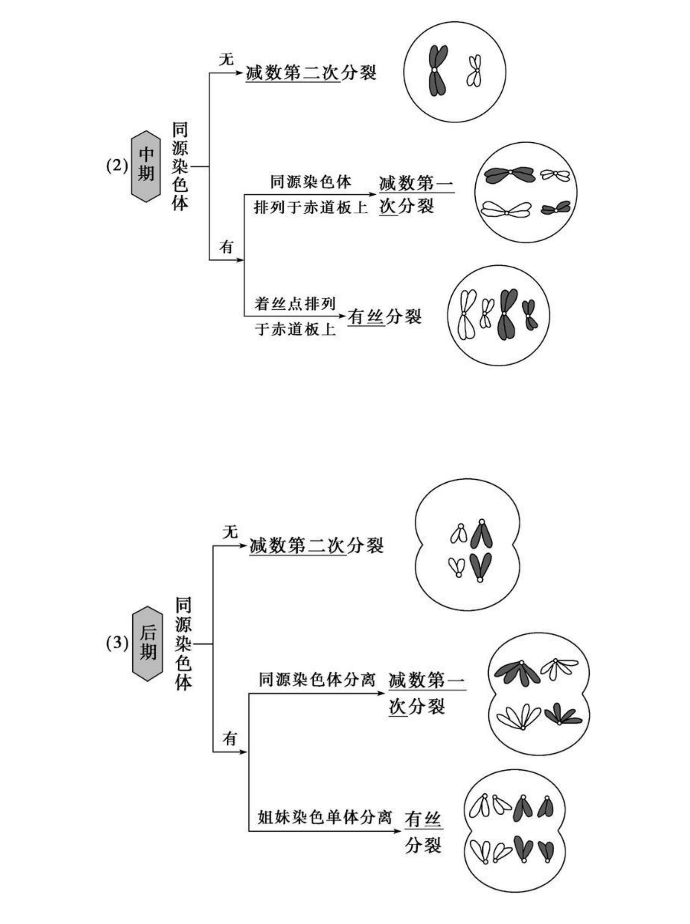 一文解决考点高中生物减数分裂和受精作用知识点又全又实用