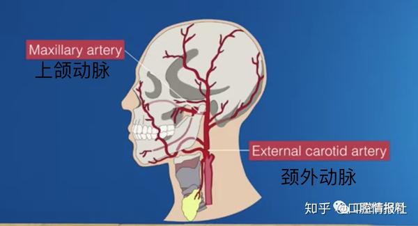 其中最重要的就是 上颌动脉,它在 颞下窝和 翼腭窝有很多分支.