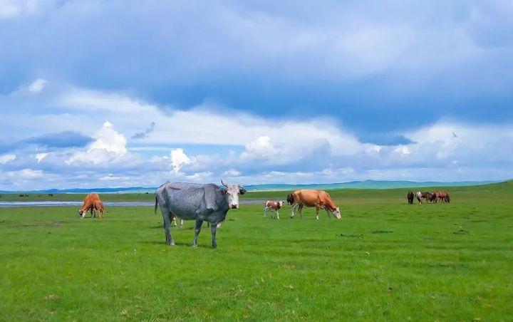 寻北之旅| 走过中国最美大草原,看风吹草低见牛羊的浪漫,最壮阔的北国