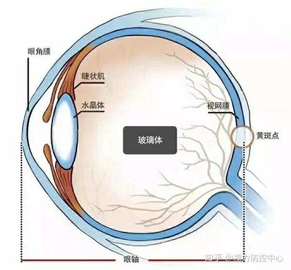 我们之所以能看清楚物体,是由于外界的平行光线过来,经过角膜,房水