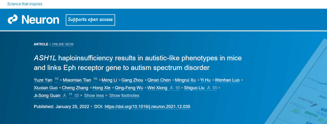 neuron拯救星星之子上科大管吉松组揭示ash1l单倍不足致小鼠自闭症的