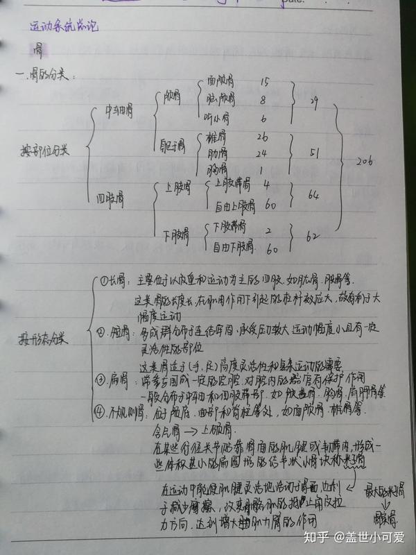 运动解剖运动系统总论 知识点