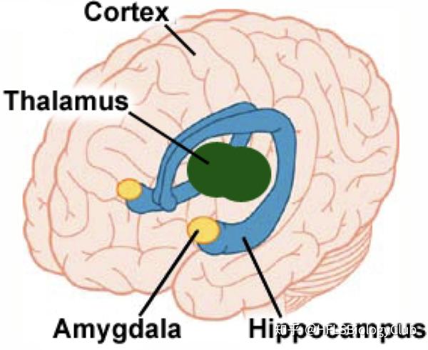 【国际生物】大脑结构brain structure