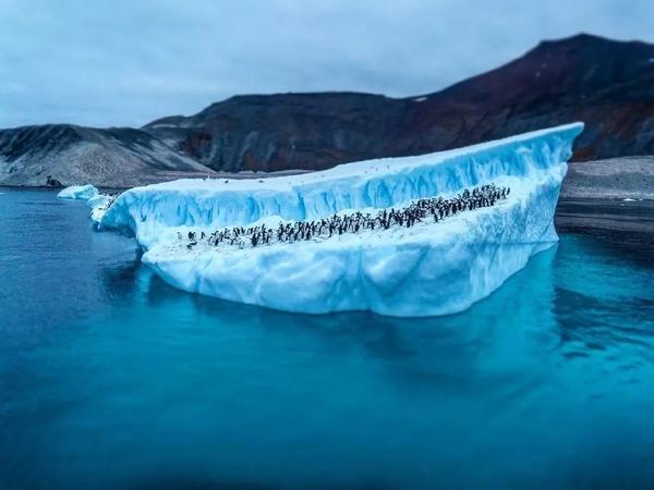 南极首破20℃高温,4000亿蝗虫入侵,2020年还会好吗?