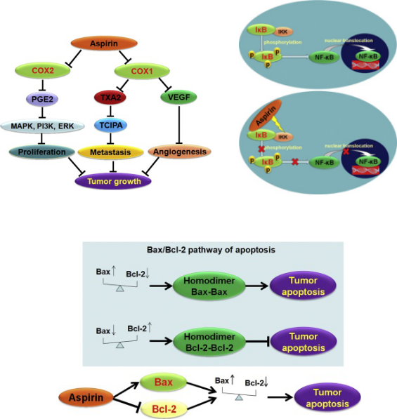 阿司匹林抗可能的肿瘤作用机制