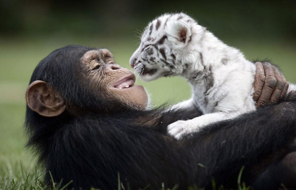 不要以为只有人类会喜欢宠物动物之间的跨物种友谊也让人感动