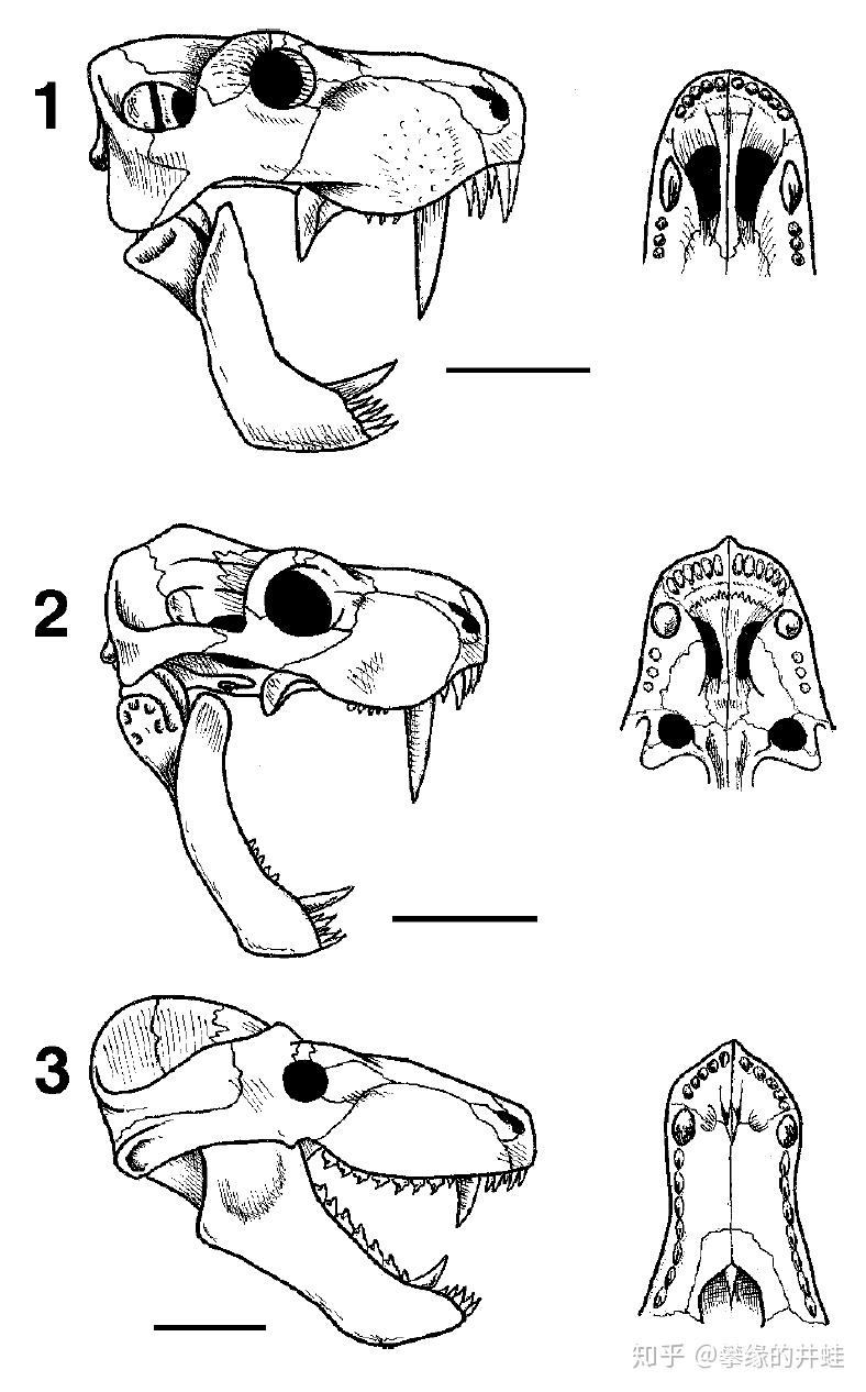 1:恐丽齿兽(丽齿兽亚目);2:麝喙兽moschorhinus(兽头亚目);3:犬颌兽