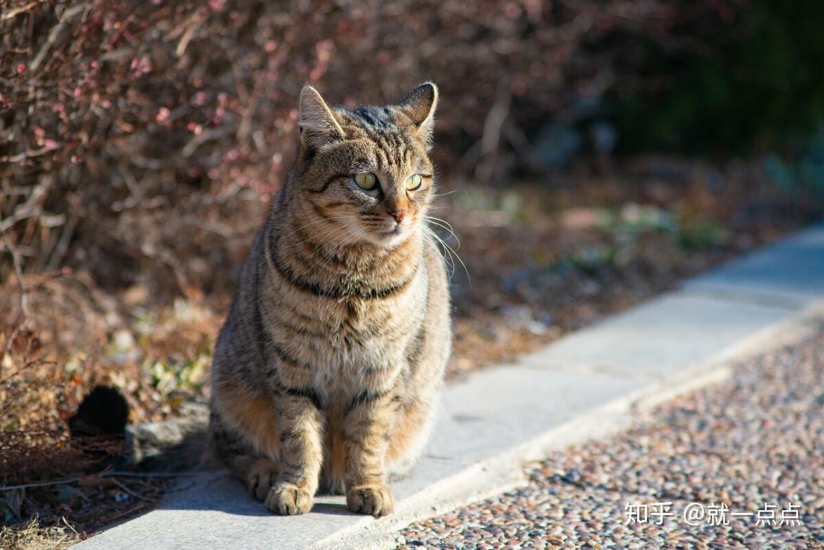 猫咪寿命排行榜:最长寿的10种猫,养到的人都很幸运