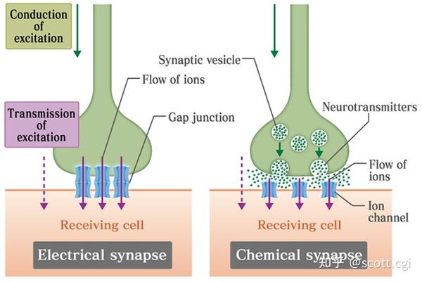 左边-电突触,右边-化学突触,图片来自必应搜图