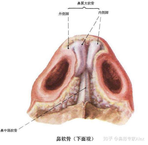 鼻中隔是什么具体在哪儿