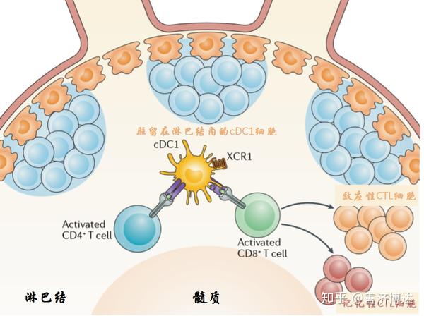 辅助性th1cd4t细胞在肿瘤免疫治疗中的作用