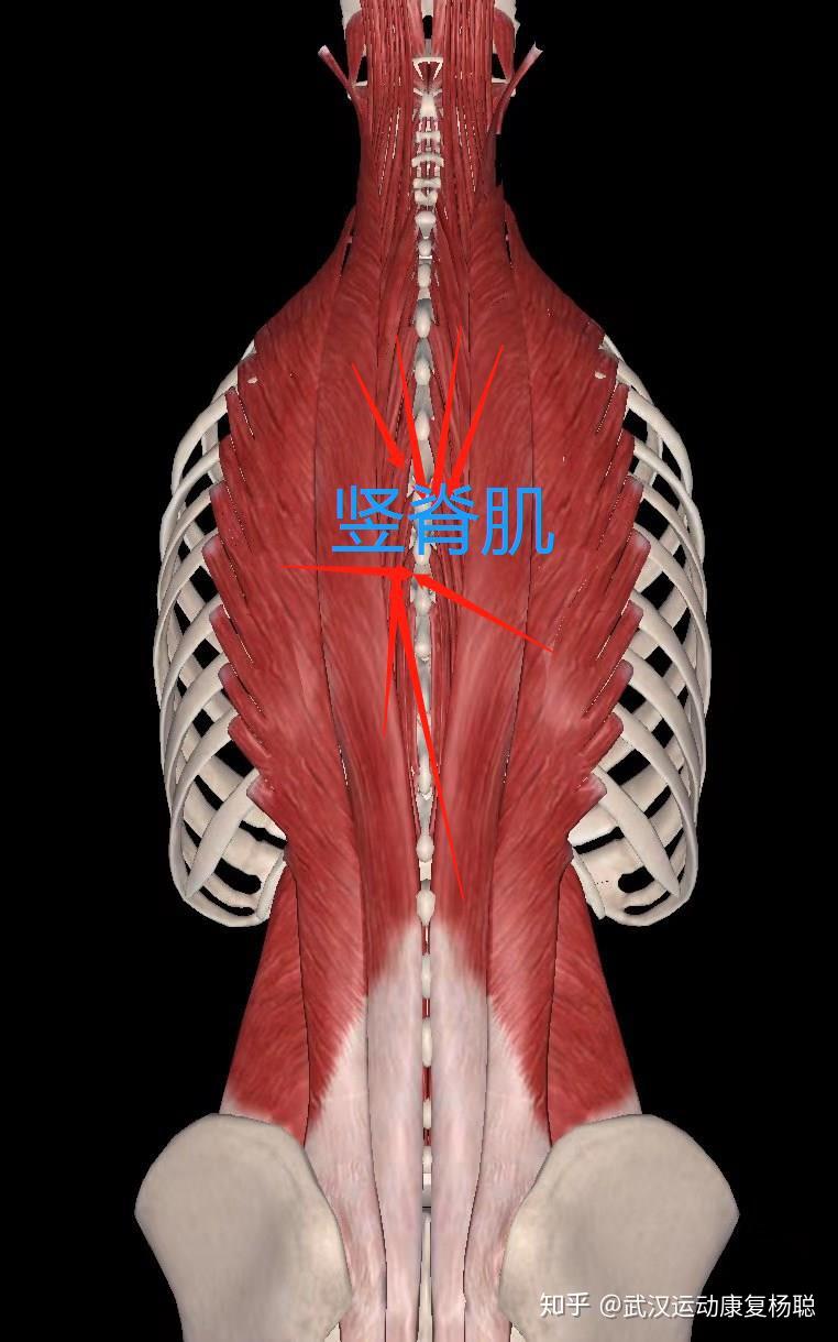 腰痛系列之竖脊肌