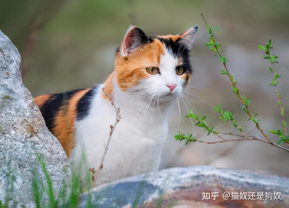 三花猫的毛发有三种颜色,分别为黑,橘,白三种颜色