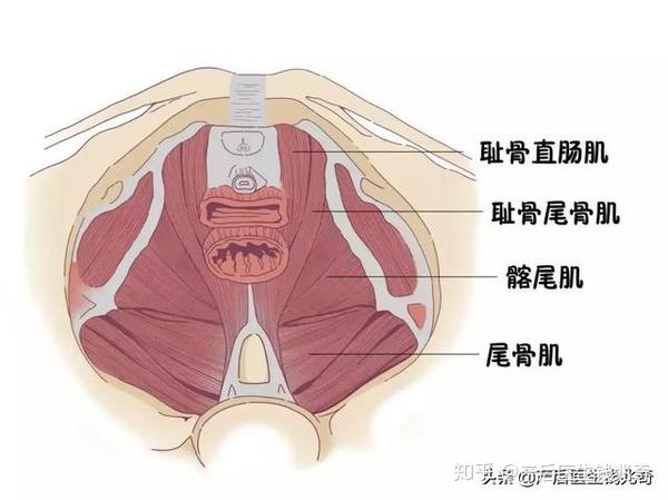 盆底肌顾名思义,骨盆底的肌肉,看不见,摸不着,但是却与排便,排尿和性