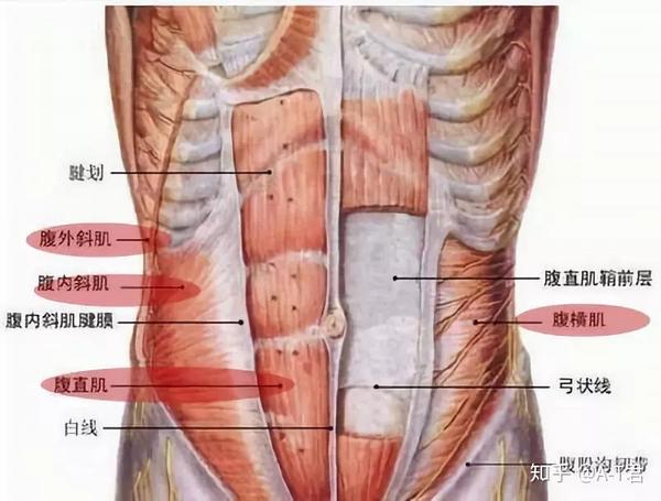 还是先看下腰腹部肌肉结构图
