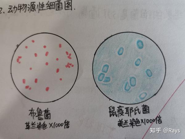 医学微生物学实验绘图