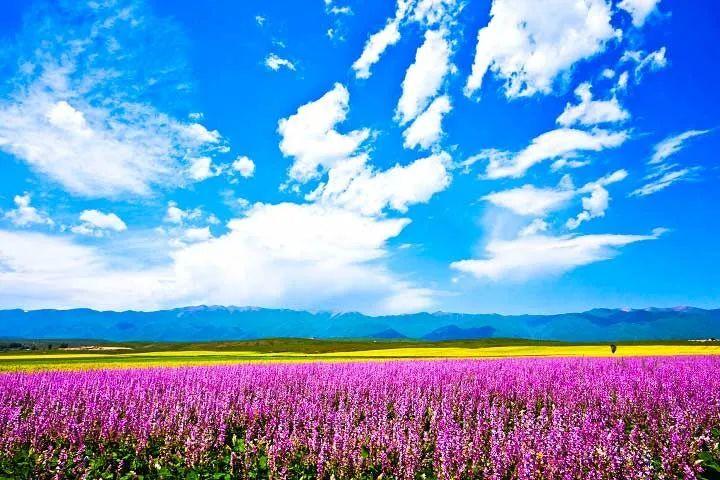 新疆境内唯一没有荒漠的小城,驰骋草原花海,看天高地阔!