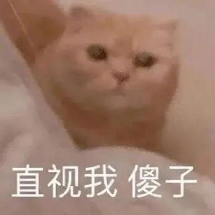 表情包猫咪骂骂咧咧系列