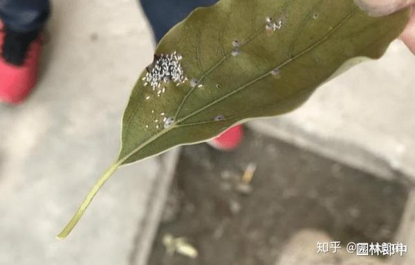 图为香樟树叶片上的蚧壳虫