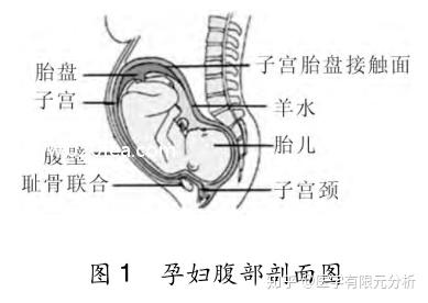 1 子宫有限元模型的建立