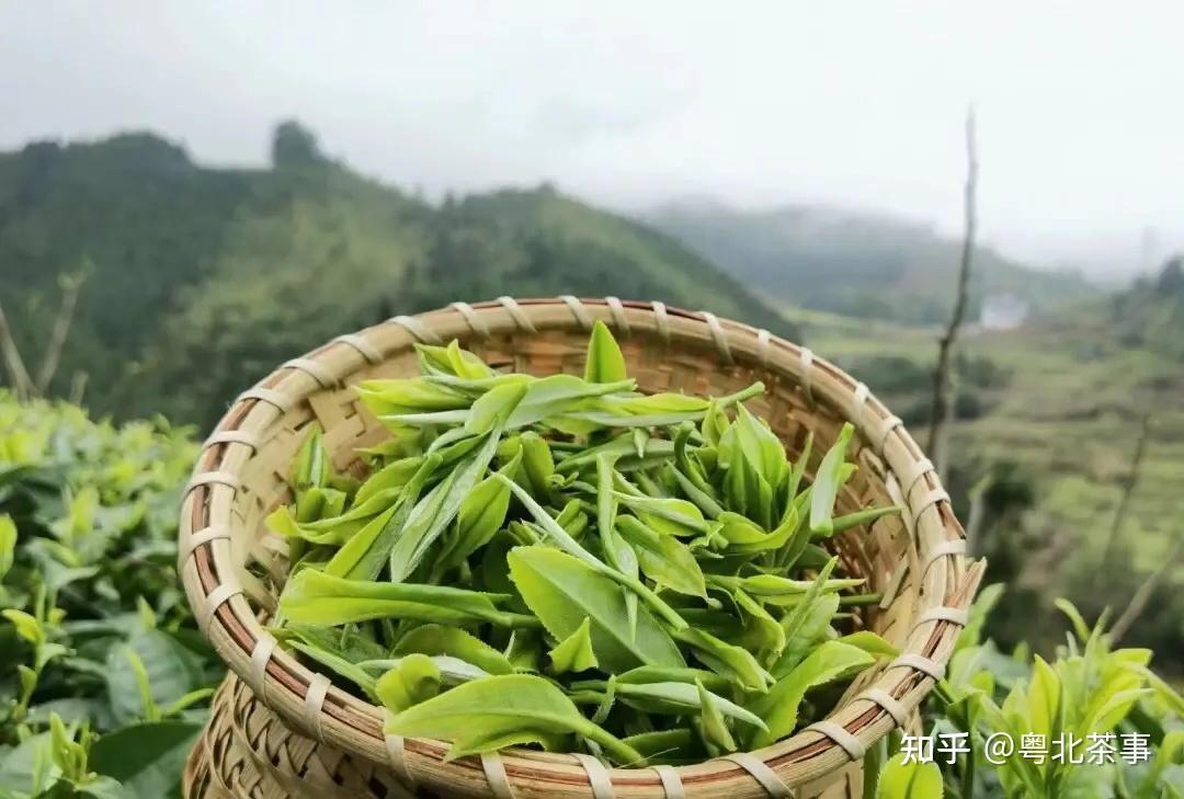 广东粤北乐昌白毛茶的前世今生绿茶的故事