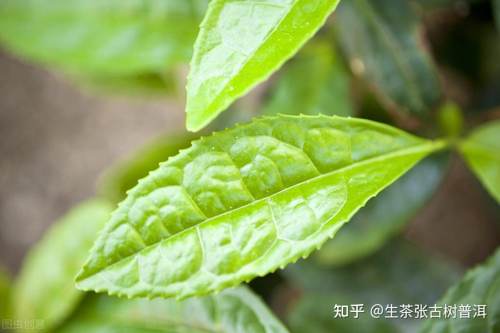 普洱茶树分类大全普洱茶树的几种分类一图全解