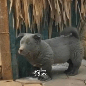抖音英短蓝狗梗图片|英短蓝狗表情包